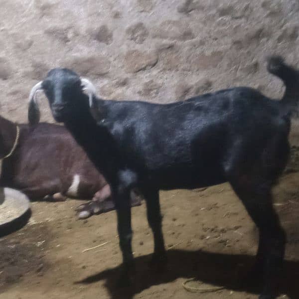 Goats for sale in cheap price 2