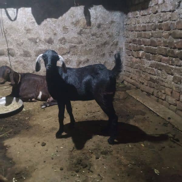 Goats for sale in cheap price 3