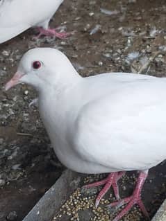 Khumry White dove (red eyes)