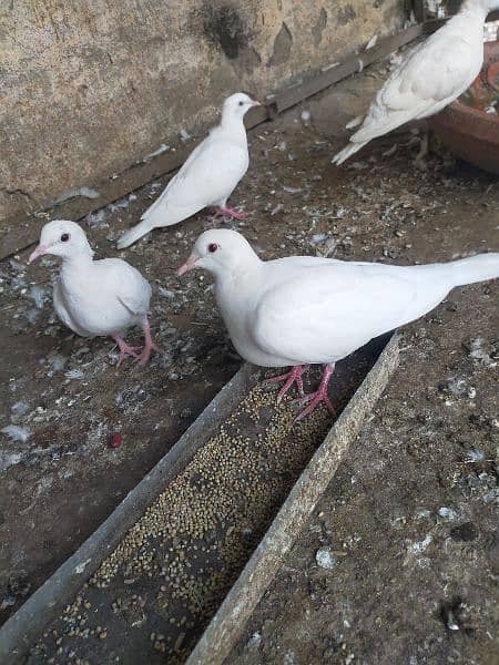 Khumry White dove (red eyes) 9