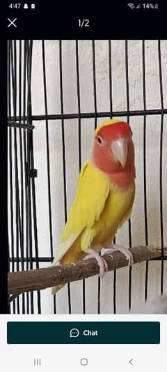 lovebird