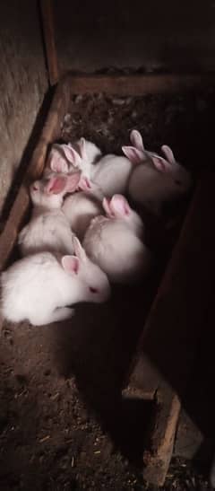 Cute Paper White Red Eyes Bunnies for sale