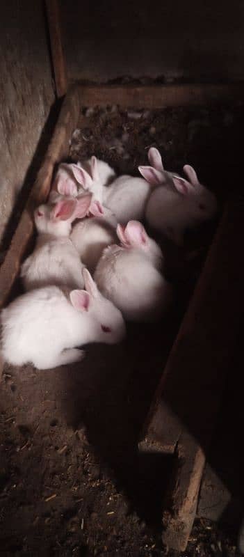 Cute Paper White Red Eyes Bunnies for sale 0