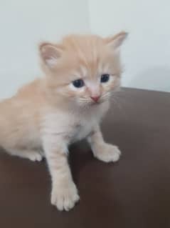 Persian Kitten Male for Sale