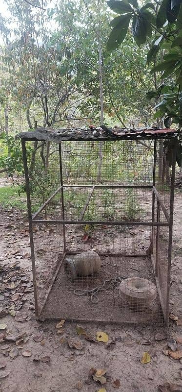 CAGE for hens 3