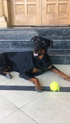 Pure Doberman Male urgent Sale