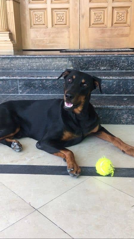 Pure Doberman Male urgent Sale 0