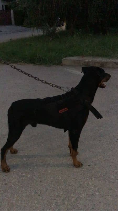 Pure Doberman Male urgent Sale 1