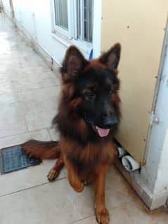 Pedigree male German shepherd heavy coated import from Poland