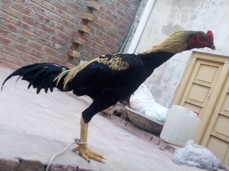 Quality Aseel Bird wts aap 03023737562 0