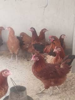 egg starter female available