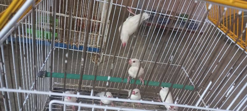 white java , silver java , opal java  chicks 0