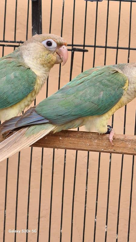 Blue cinamon & High red pineapple conure Rubino Rump Pairs 0