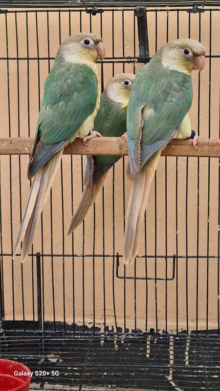 Blue cinamon & High red pineapple conure Rubino Rump Pairs 1