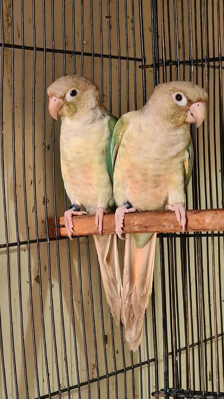 Blue cinamon & High red pineapple conure Rubino Rump Pairs 2