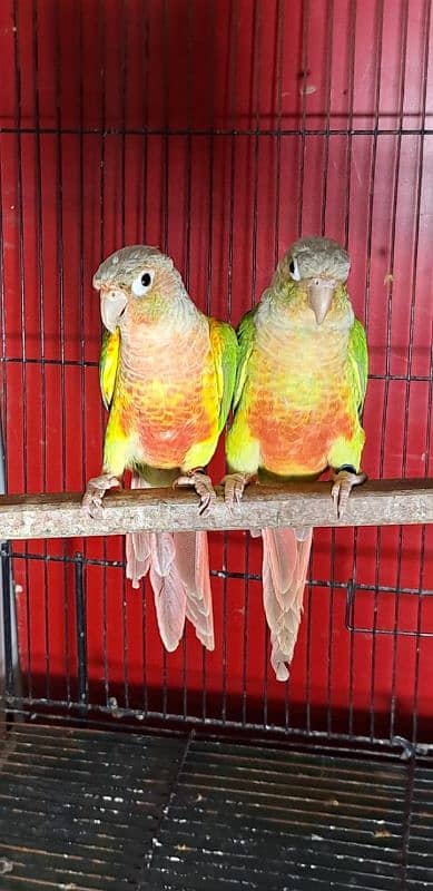 Blue cinamon & High red pineapple conure Rubino Rump Pairs 3