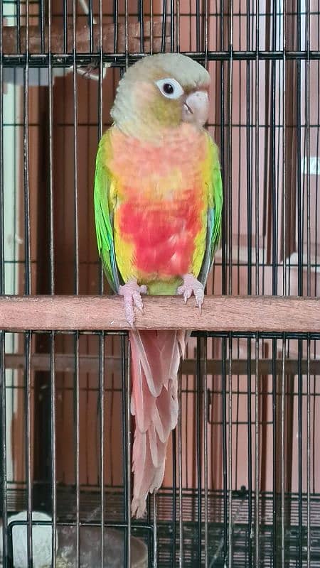 Blue cinamon & High red pineapple conure Rubino Rump Pairs 4