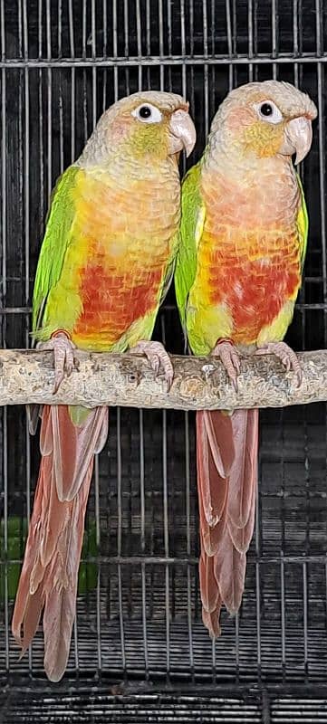 Blue cinamon & High red pineapple conure Rubino Rump Pairs 5