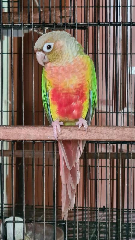 Blue cinamon & High red pineapple conure Rubino Rump Pairs 7