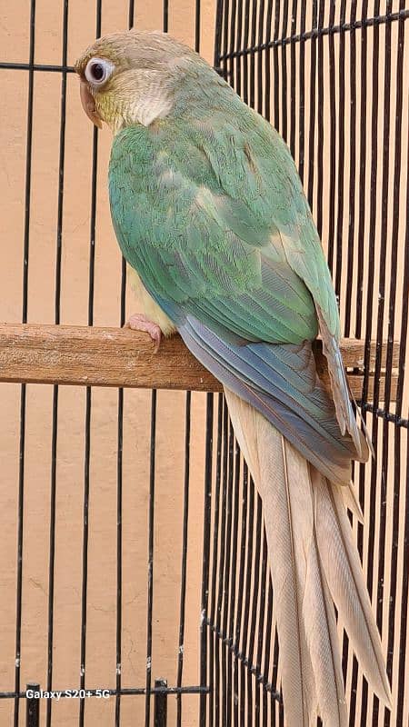 Blue cinamon & High red pineapple conure Rubino Rump Pairs 8