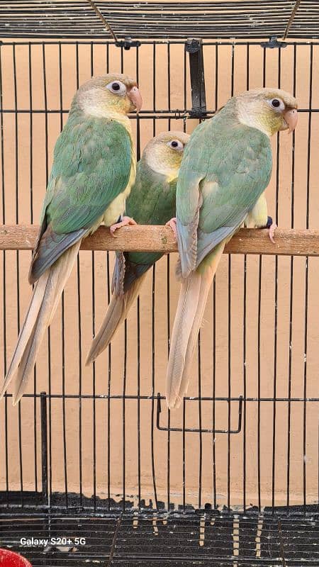 Blue cinamon & High red pineapple conure Rubino Rump Pairs 9