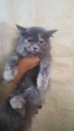 paersian female cat available for sale