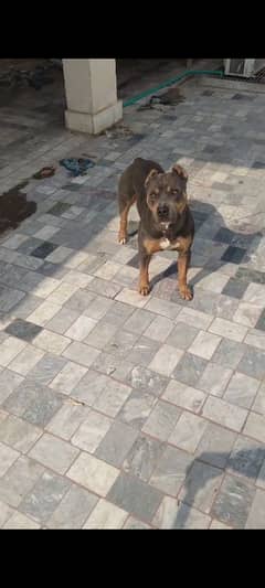 American pitbull 03234696626