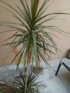 Dracaena Marginata - Dragon Plant / Dragon Tree