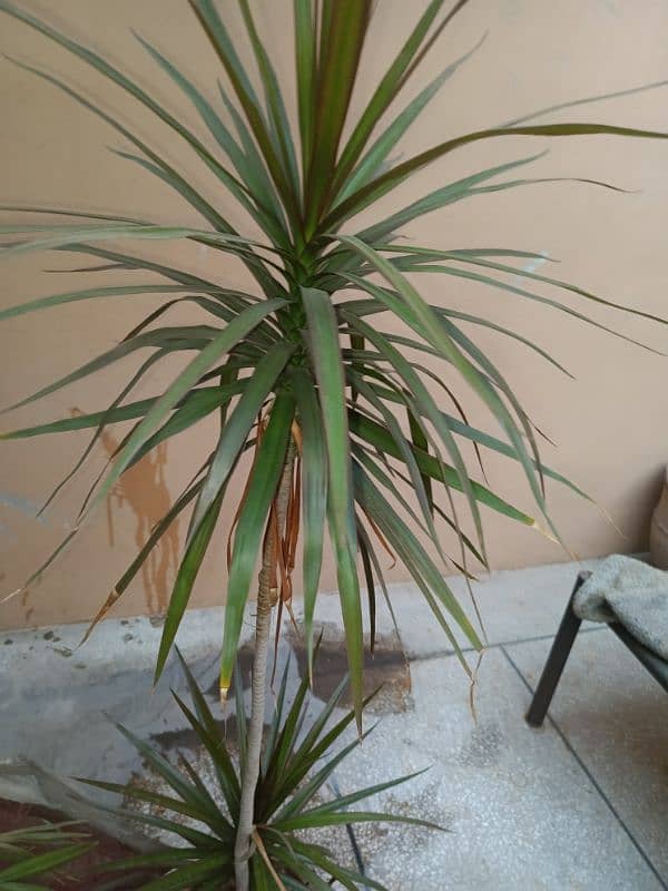 Dracaena Marginata - Dragon Plant / Dragon Tree 0