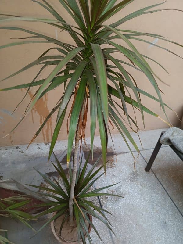 Dracaena Marginata - Dragon Plant / Dragon Tree 1