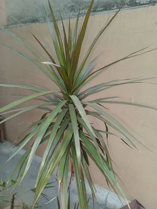 Dracaena Marginata - Dragon Plant / Dragon Tree 2