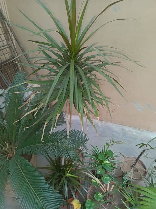 Dracaena Marginata - Dragon Plant / Dragon Tree 3