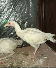 hera chicks for sale 03308474450