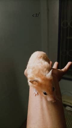 Syrian hamster, silky hairs, playful