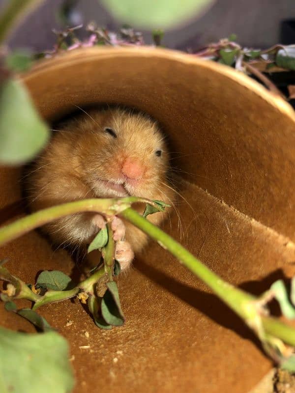 Syrian hamster, silky hairs, playful 1