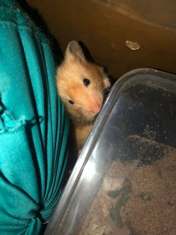 Syrian hamster, silky hairs, playful 2