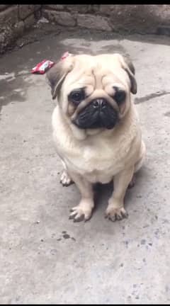 Pug dog mighting for crossing