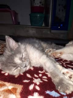 2.5 Female Kitten - For Karachi Buyers Only