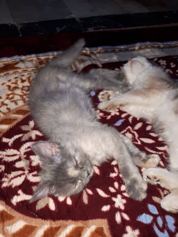 2.5 Female Kitten - For Karachi Buyers Only 1