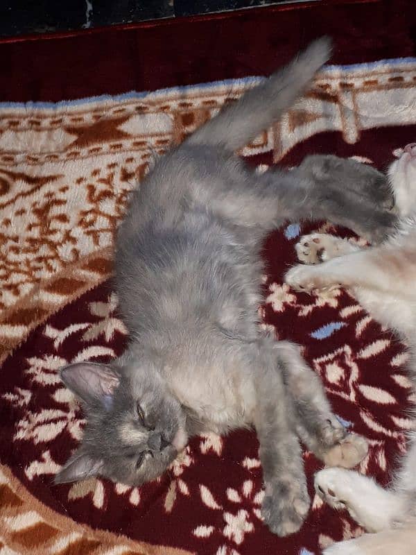 2.5 Female Kitten - For Karachi Buyers Only 3