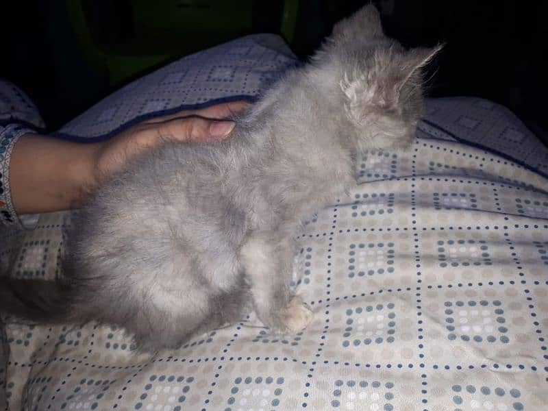 2.5 Female Kitten - For Karachi Buyers Only 5