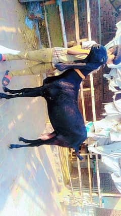 bital bakri sat bakra bacha 3 fimale 1 male for sale o3144128530