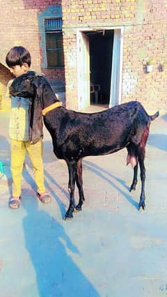 bital bakri sat bakra bacha 3 fimale 1 male for sale o3144128530