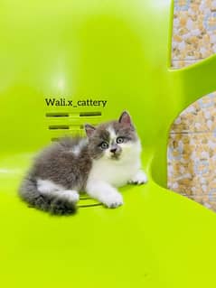 Persion Kittens | Punch Face Kittens | fluffy | High Quality Kitten