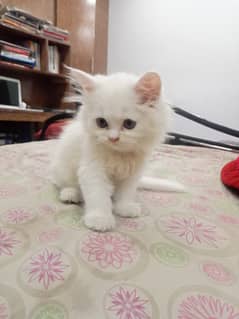 Cute Persian Male Kitten available for Sale