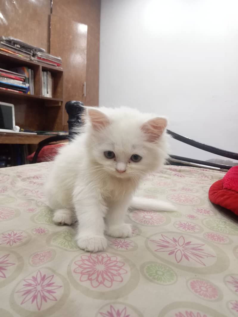 Cute Persian Male Kitten available for Sale 1