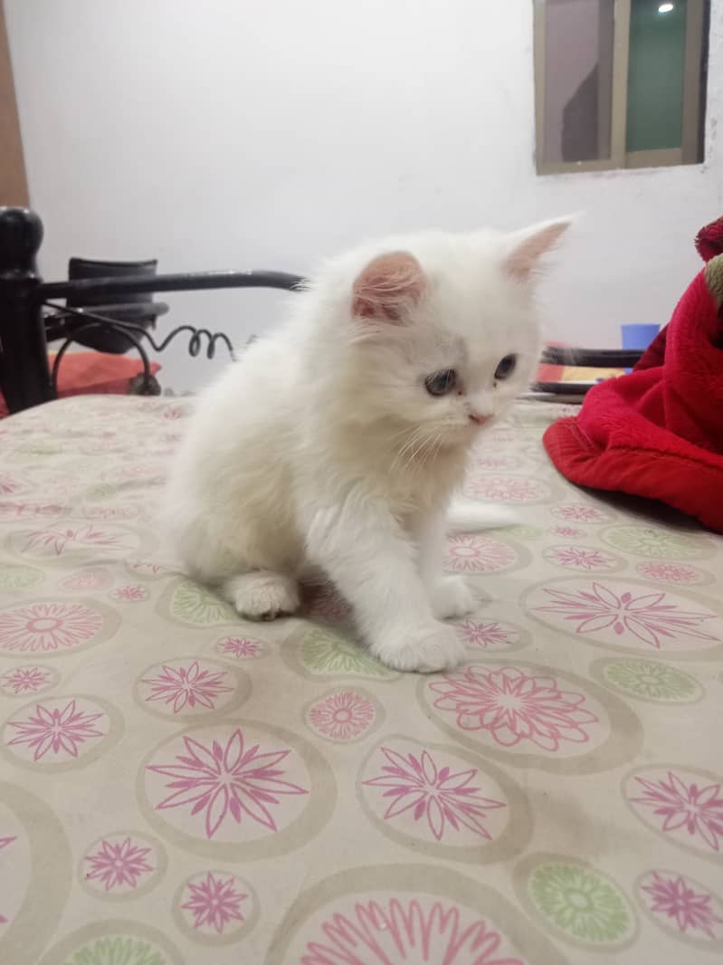 Cute Persian Male Kitten available for Sale 2