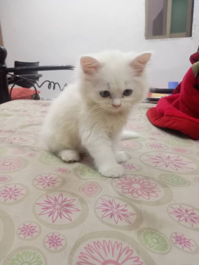 Cute Persian Male Kitten available for Sale 3