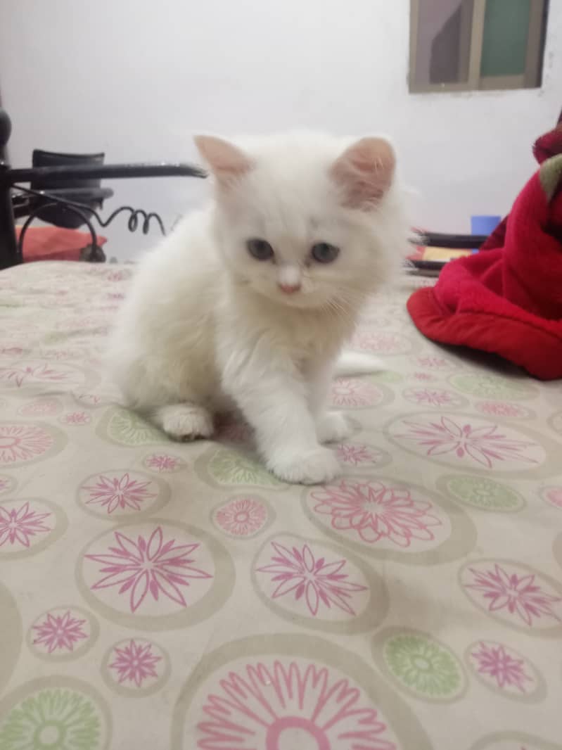 Cute Persian Male Kitten available for Sale 4