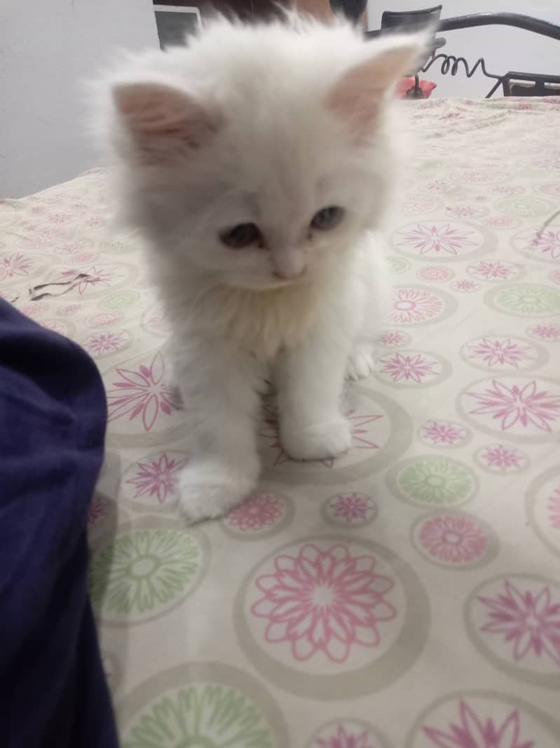 Cute Persian Male Kitten available for Sale 5